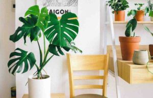 Read more about the article Microclimate-Based Plant Care Schedule For Indoor Plants