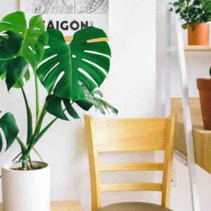 Microclimate-Based Plant Care Schedule For Indoor Plants