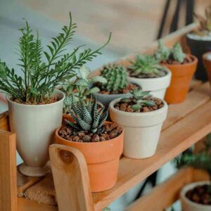 “Mood-Boosting Indoor Plant Placement Strategies for Emotional Well-Being”