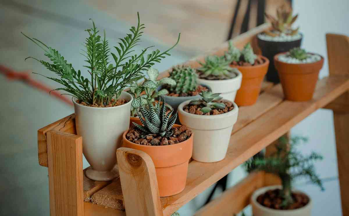 You are currently viewing “Mood-Boosting Indoor Plant Placement Strategies for Emotional Well-Being”