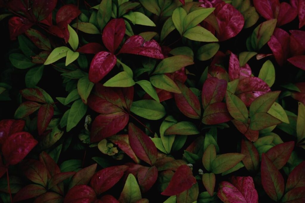 How Variegated and Pigmented Foliage Influence Mood