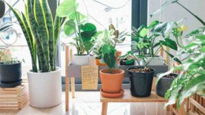 Read more about the article Plant Behavior Signals Indoors: “Secret Language of Indoor Plants”