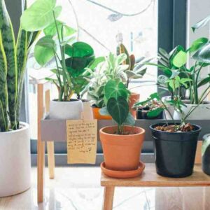 Plant Behavior Signals Indoors: “Secret Language of Indoor Plants”